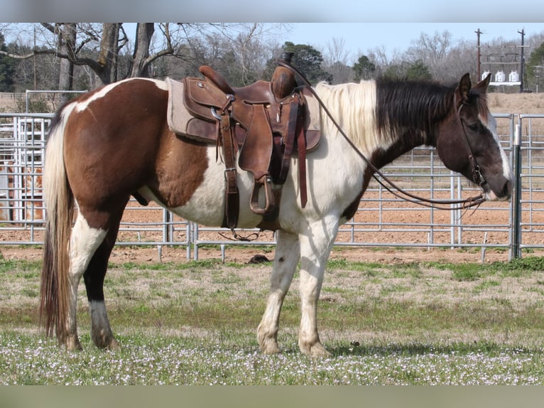 Paint Horse Caballo castrado 14 años 147 cm in Carthage, TX