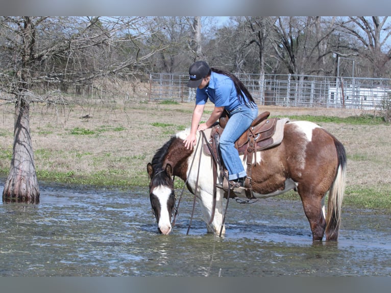 Paint Horse Caballo castrado 14 años 147 cm in Carthage, TX