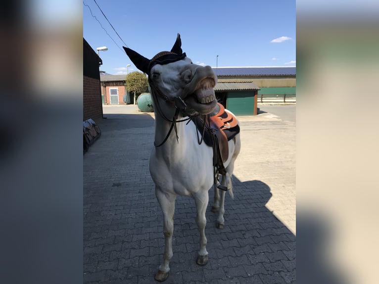 Paint Horse Caballo castrado 14 años 151 cm in Tönisvorst