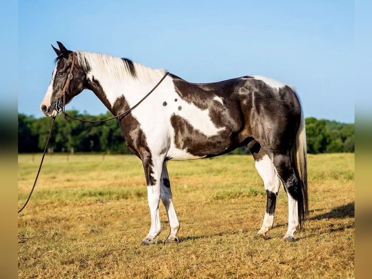 Paint Horse Caballo castrado 14 años 152 cm Tobiano-todas las-capas in Lipan TN