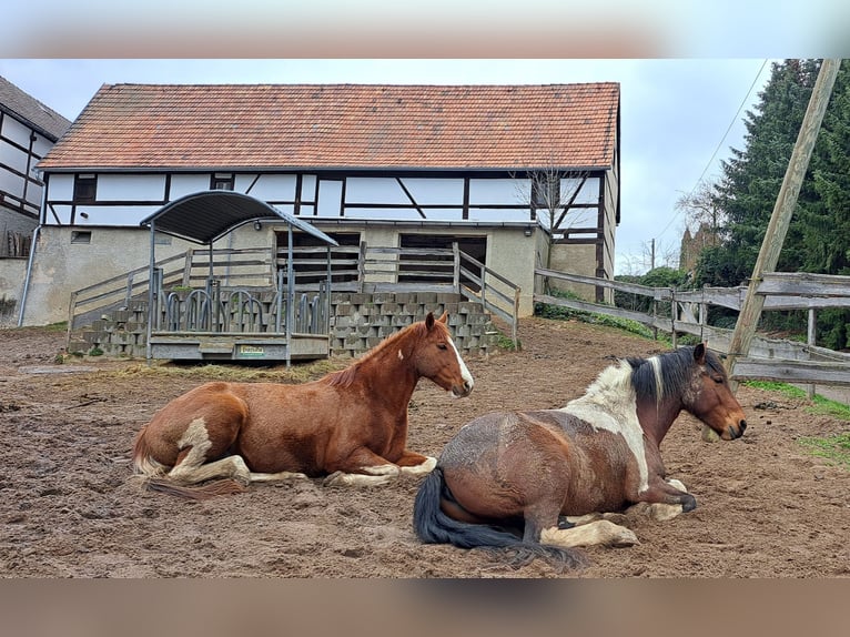 Paint Horse Caballo castrado 14 años 154 cm Tobiano-todas las-capas in Mohorn