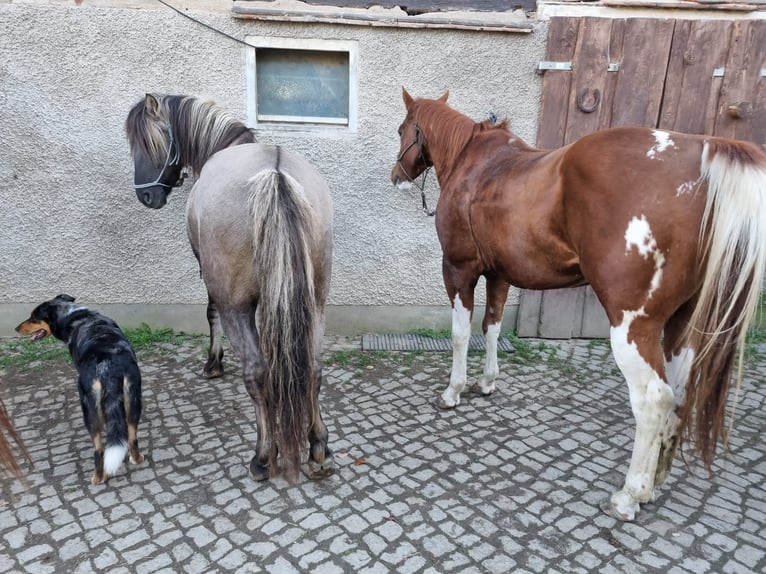 Paint Horse Caballo castrado 14 años 154 cm Tobiano-todas las-capas in Mohorn