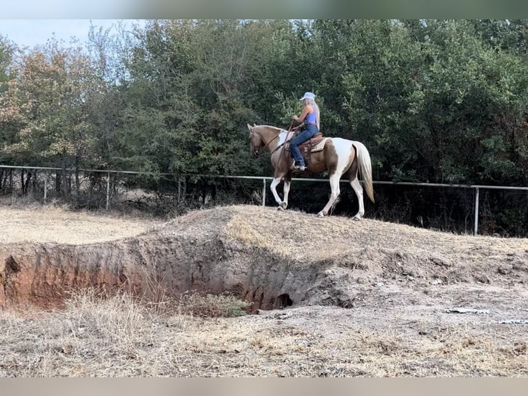 Paint Horse Caballo castrado 14 años 155 cm Palomino in Weatherford