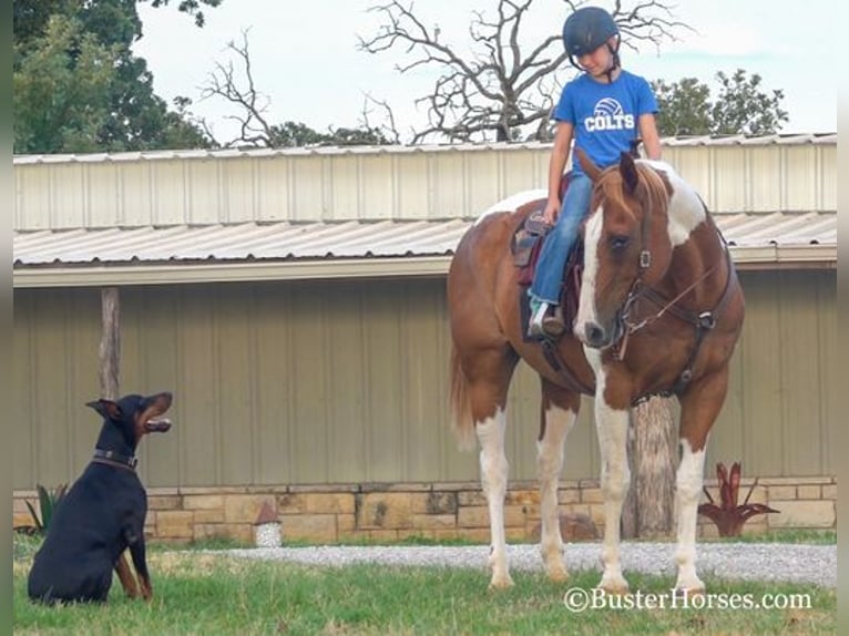 Paint Horse Caballo castrado 14 años Alazán rojizo in Weatherford, TX