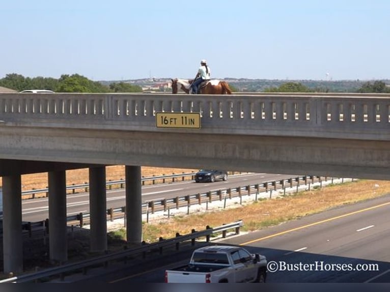 Paint Horse Caballo castrado 14 años Alazán rojizo in Weatherford, TX