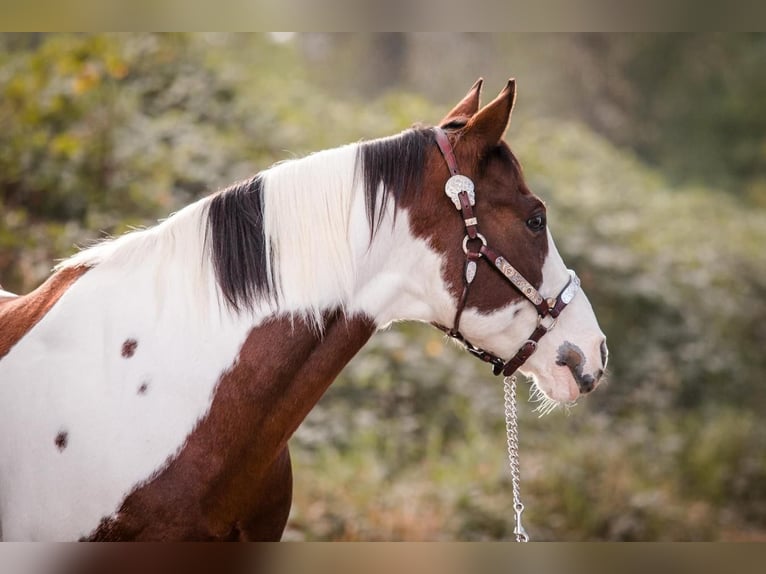 Paint Horse Mestizo Caballo castrado 14 años in Selah, WA