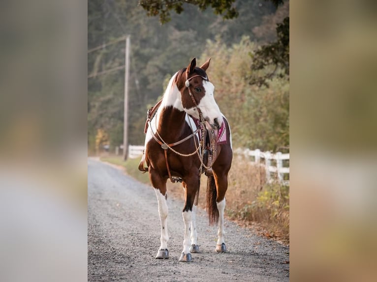 Paint Horse Mestizo Caballo castrado 14 años in Selah, WA