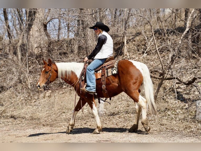 Paint Horse Caballo castrado 14 años in Valley Springs, SD