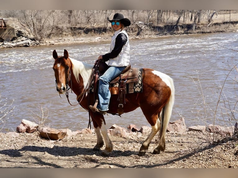 Paint Horse Caballo castrado 14 años in Valley Springs, SD