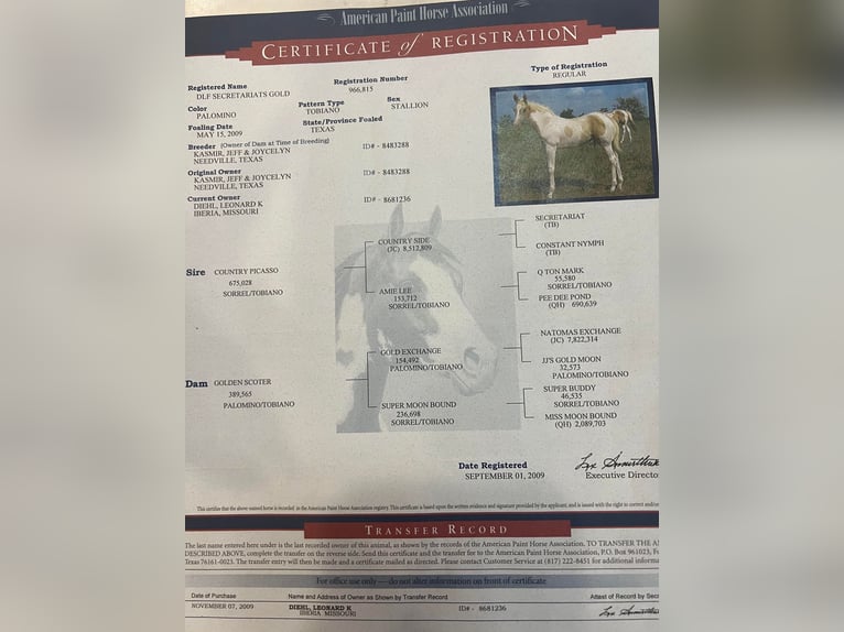 Paint Horse Caballo castrado 15 años 150 cm Palomino in Weatherford TX