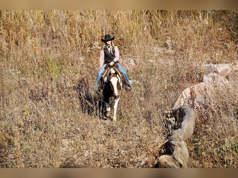 Paint Horse Caballo castrado 15 años 150 cm in Valley Springs, SD