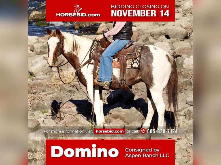 Paint Horse Caballo castrado 15 años 150 cm in Valley Springs, SD