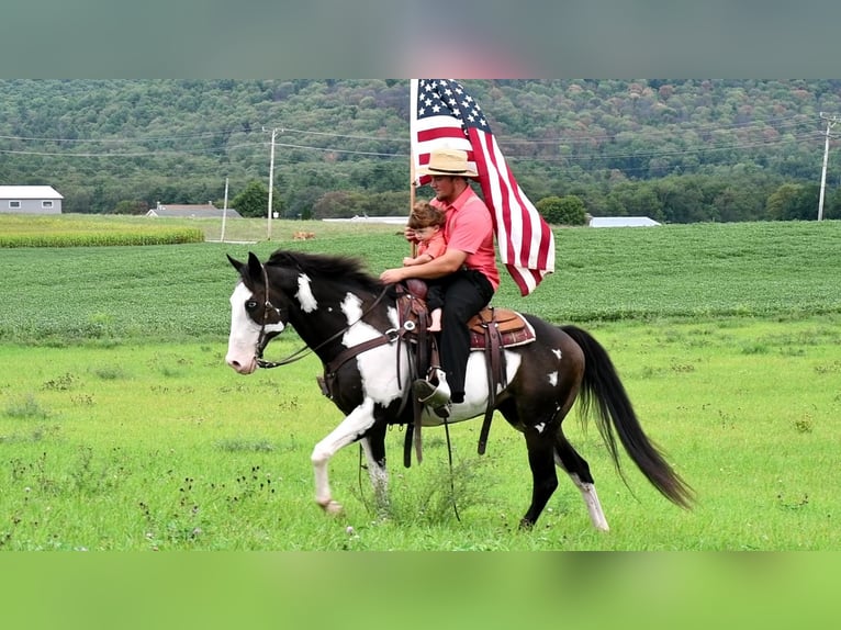 Paint Horse Mestizo Caballo castrado 15 años 152 cm in Rebersburg, PA