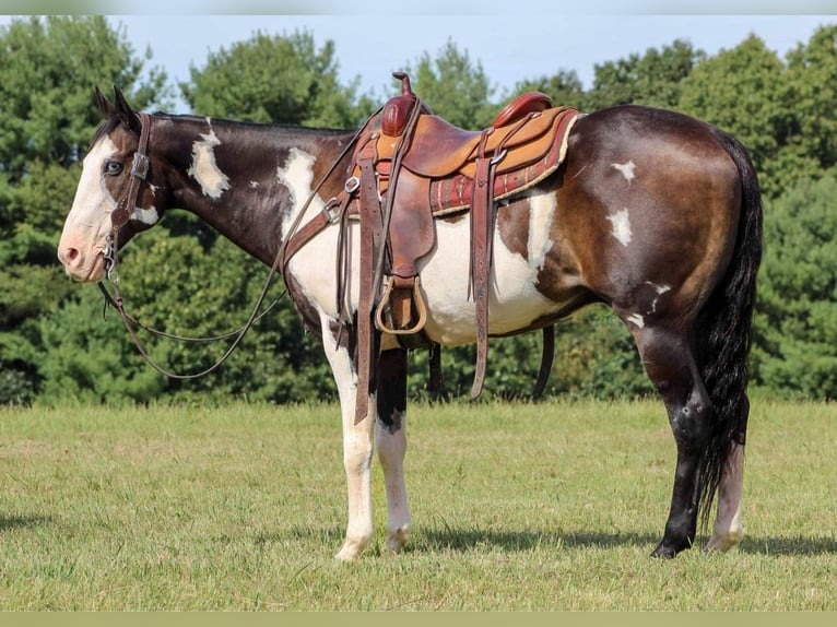 Paint Horse Mestizo Caballo castrado 15 años 152 cm in Rebersburg, PA