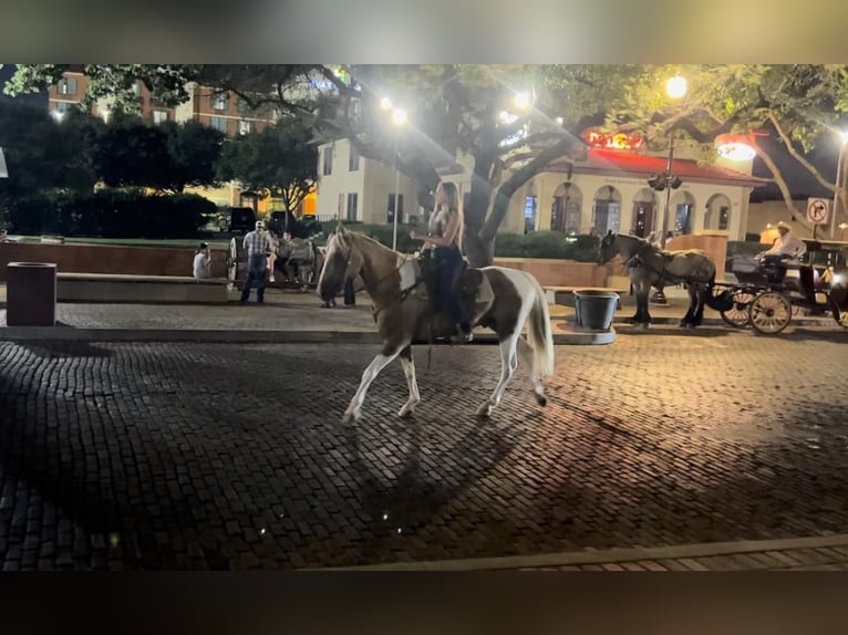 Paint Horse Caballo castrado 15 años 155 cm Palomino in Weatherford