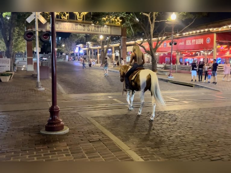 Paint Horse Caballo castrado 15 años 155 cm Palomino in Weatherford