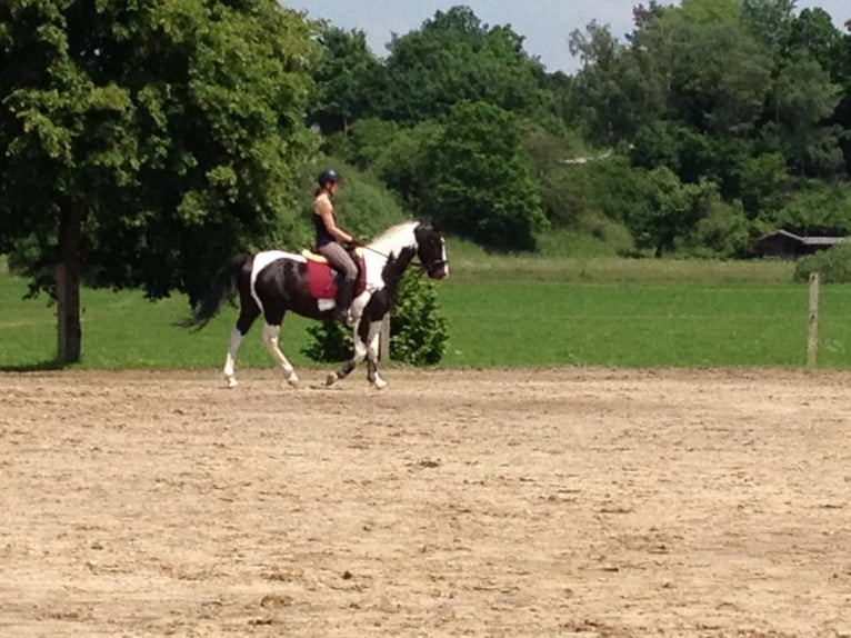 Paint Horse Caballo castrado 15 años 159 cm Pío in Bad Berleburg