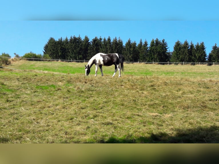 Paint Horse Caballo castrado 15 años 159 cm Pío in Bad Berleburg