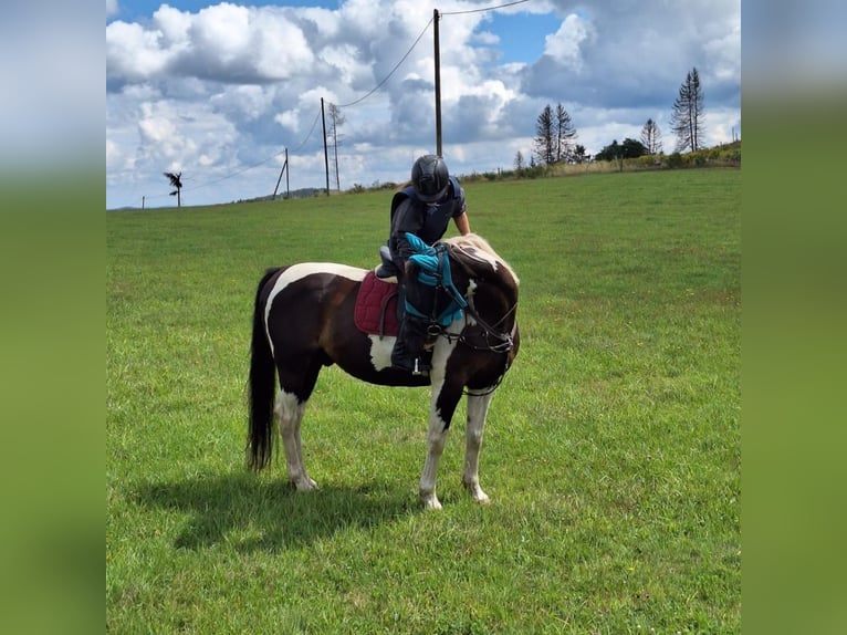 Paint Horse Caballo castrado 15 años 160 cm Pío in Bad Berleburg