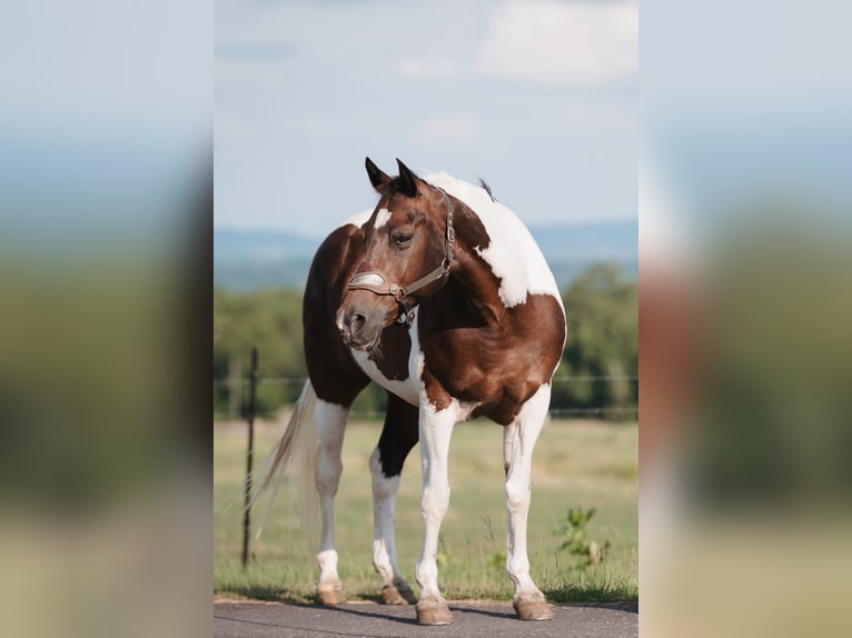 Paint Horse Caballo castrado 15 años 160 cm Pío in Horton