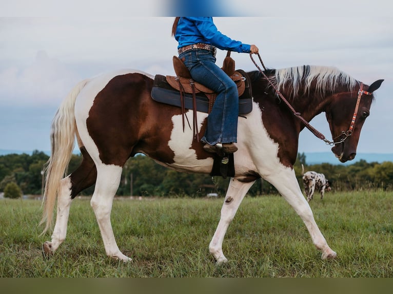 Paint Horse Caballo castrado 15 años 160 cm Pío in Horton