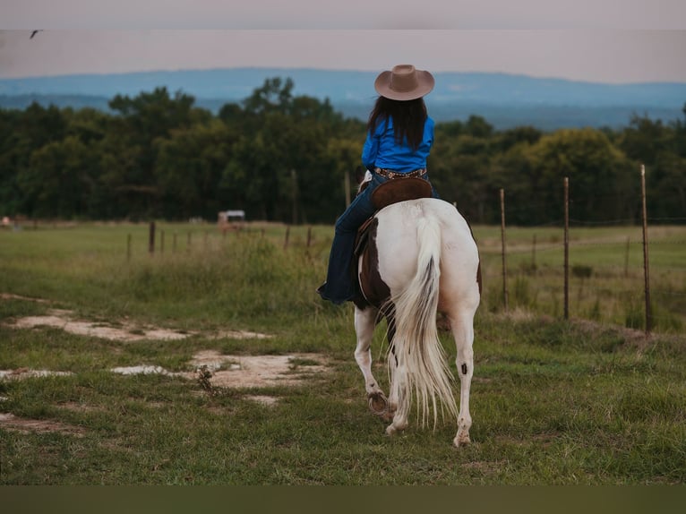 Paint Horse Caballo castrado 15 años 160 cm Pío in Horton