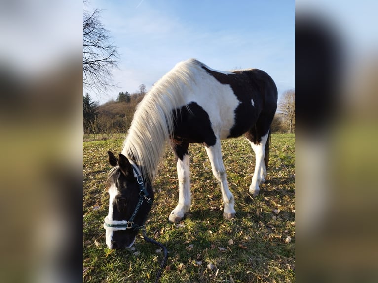 Paint Horse Caballo castrado 16 años 160 cm Pío in Bad Berleburg