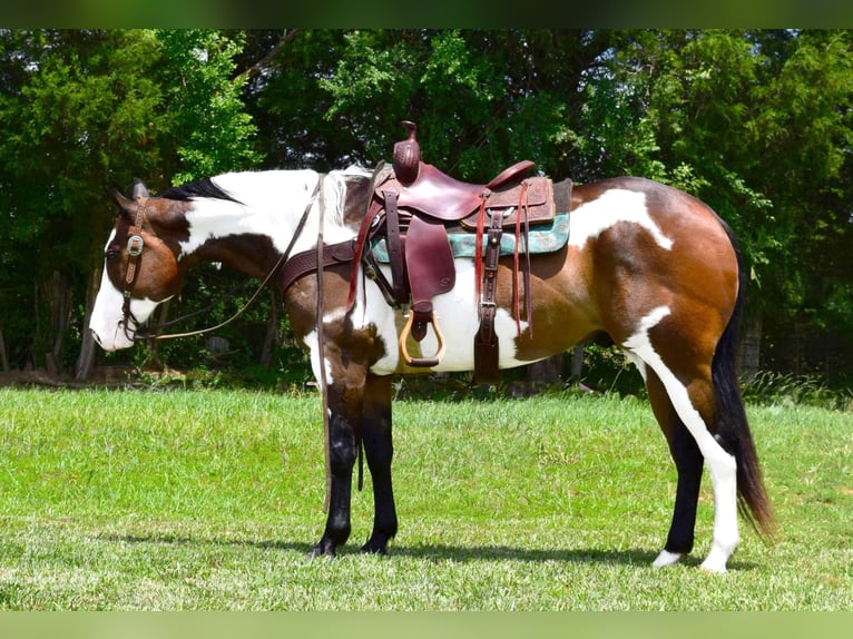 Paint Horse Caballo castrado 16 años Overo-todas las-capas in Greeneville Ky