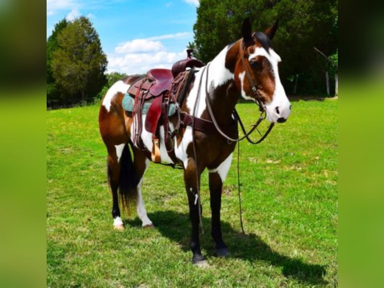 Paint Horse Caballo castrado 16 años Overo-todas las-capas in Greeneville Ky