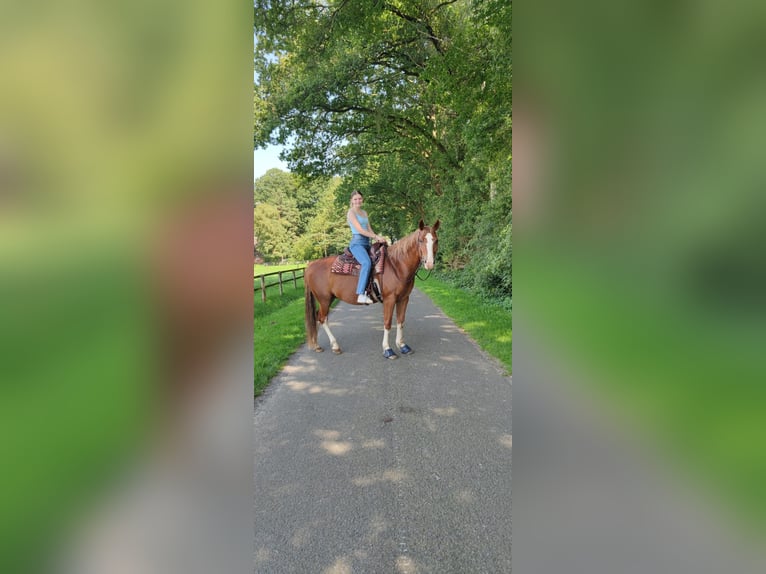 Paint Horse Caballo castrado 17 años 150 cm Alazán in Visselhövede