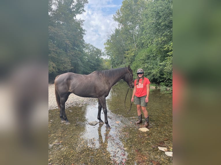 Paint Horse Caballo castrado 19 años 163 cm Castaño in Bentonville