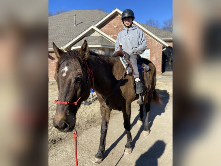 Paint Horse Caballo castrado 19 años 163 cm Castaño in Bentonville