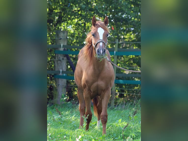 Paint Horse Caballo castrado 1 año 150 cm Alazán in Hellenthal