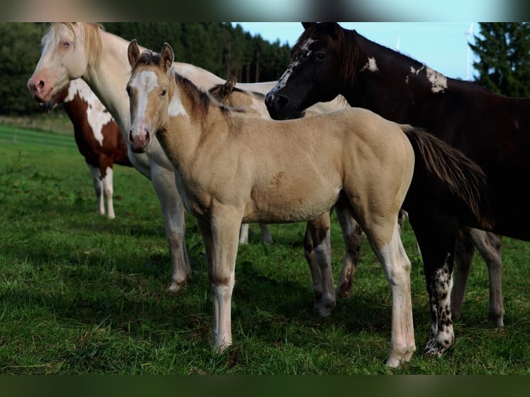 Paint Horse Caballo castrado 1 año 150 cm Champán in Hellenthal