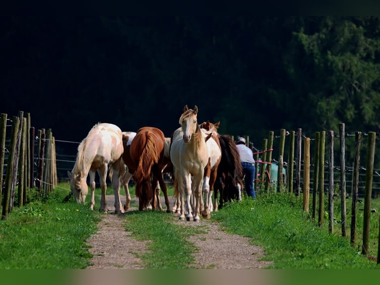 Paint Horse Caballo castrado 1 año 150 cm Champán in Hellenthal