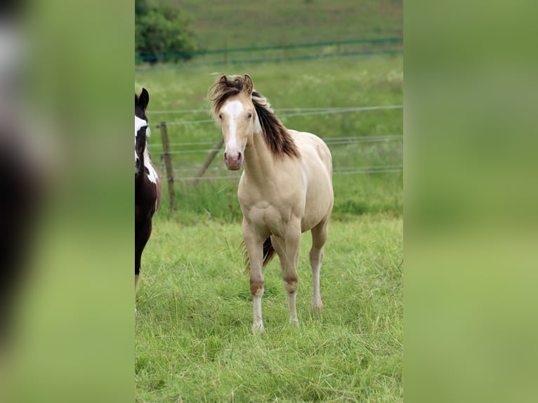 Paint Horse Caballo castrado 1 año 150 cm Champán in Hellenthal