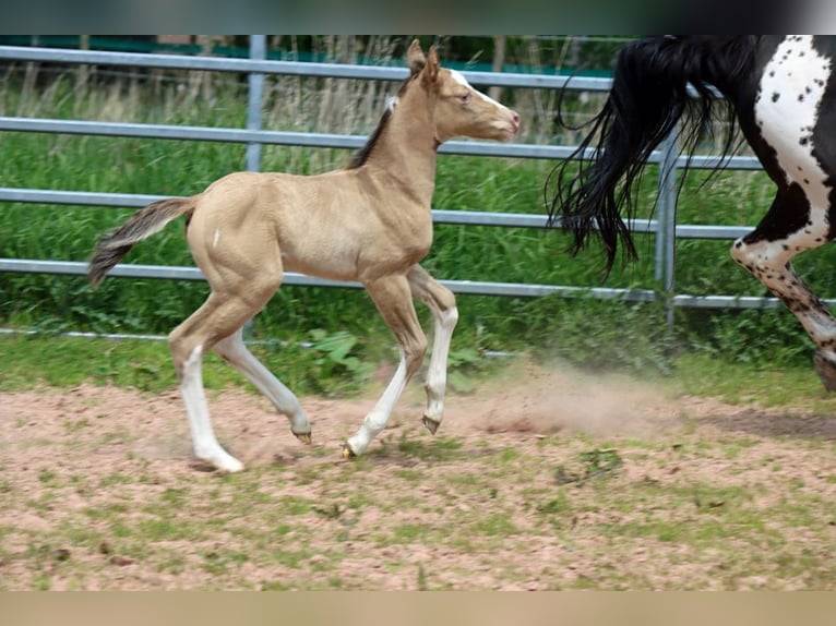 Paint Horse Caballo castrado 1 año 150 cm Champán in Hellenthal