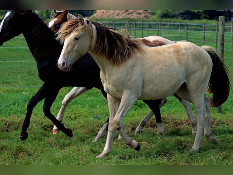 Paint Horse Caballo castrado 1 año 150 cm Champán in Hellenthal