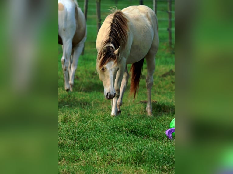 Paint Horse Caballo castrado 1 año 150 cm Champán in Hellenthal