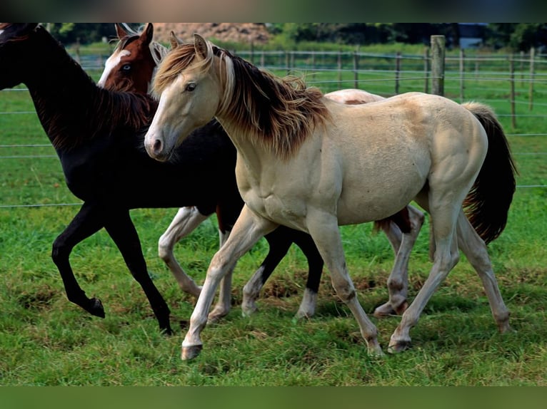 Paint Horse Caballo castrado 1 año 150 cm Champán in Hellenthal