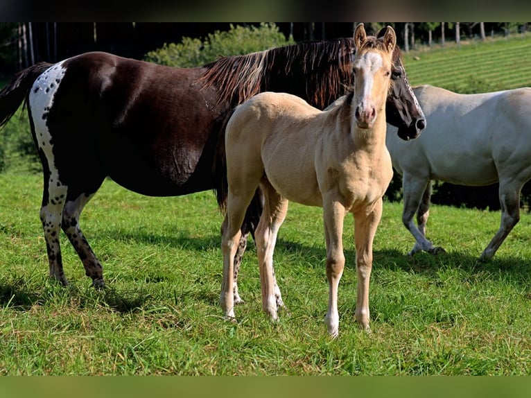 Paint Horse Caballo castrado 1 año 150 cm Champán in Hellenthal