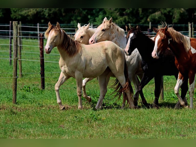 Paint Horse Caballo castrado 1 año 150 cm Champán in Hellenthal