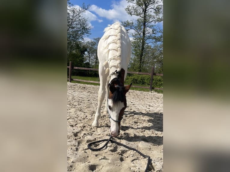 Paint Horse Caballo castrado 1 año 158 cm Overo-todas las-capas in Midwolde
