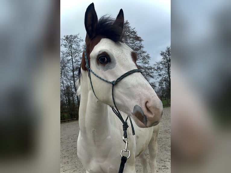 Paint Horse Caballo castrado 1 año 158 cm Overo-todas las-capas in Midwolde
