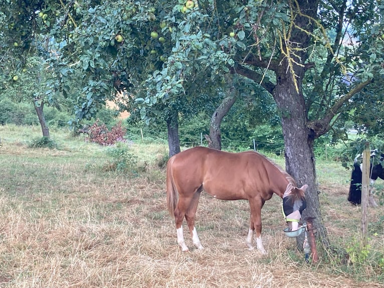 Paint Horse Caballo castrado 1 año Alazán in Bretten