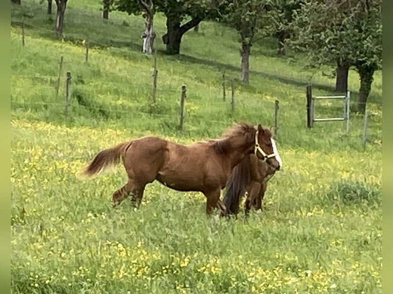 Paint Horse Caballo castrado 1 año Alazán in Bretten