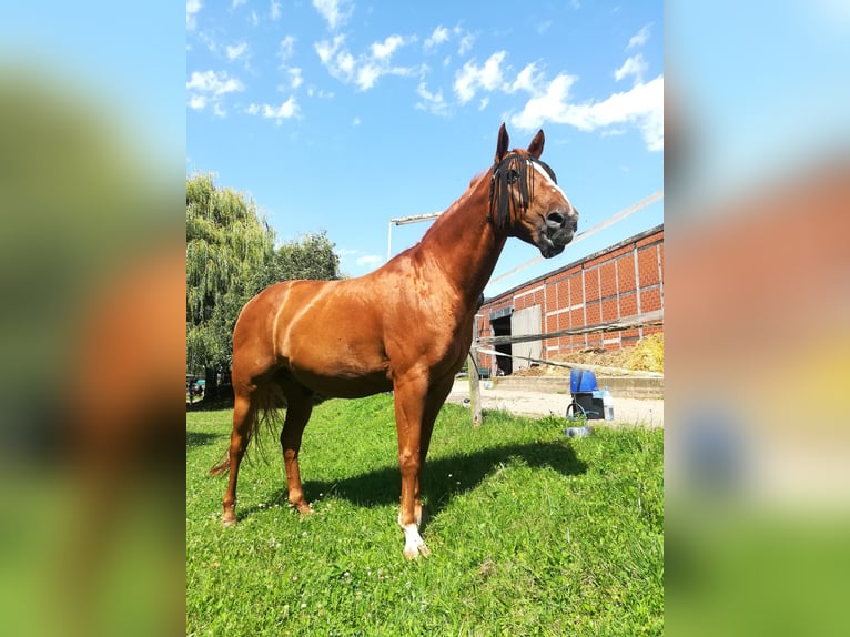 Paint Horse Caballo castrado 25 años 160 cm Alazán in Mechernich