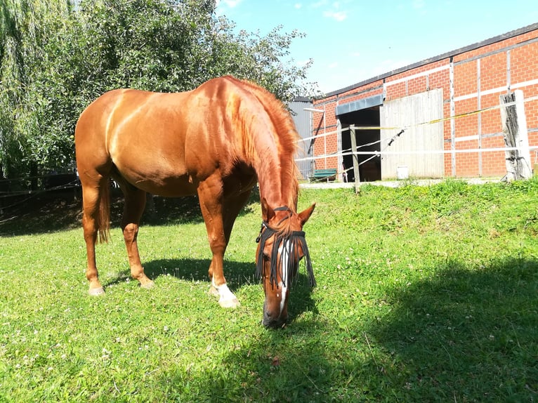 Paint Horse Caballo castrado 25 años 160 cm Alazán in Mechernich