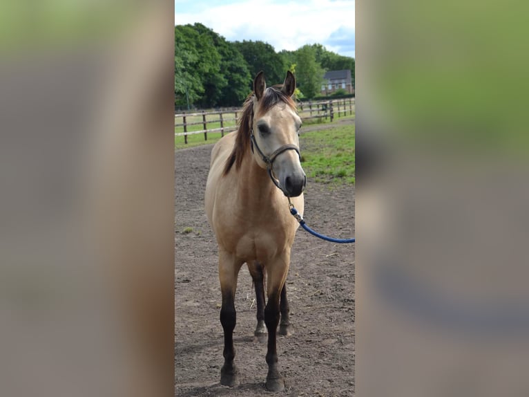 Paint Horse Caballo castrado 2 años 150 cm Buckskin/Bayo in Ede