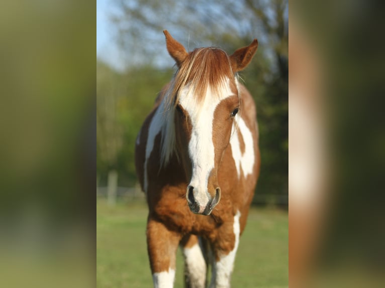Paint Horse Caballo castrado 2 años 150 cm Overo-todas las-capas in Dessel
